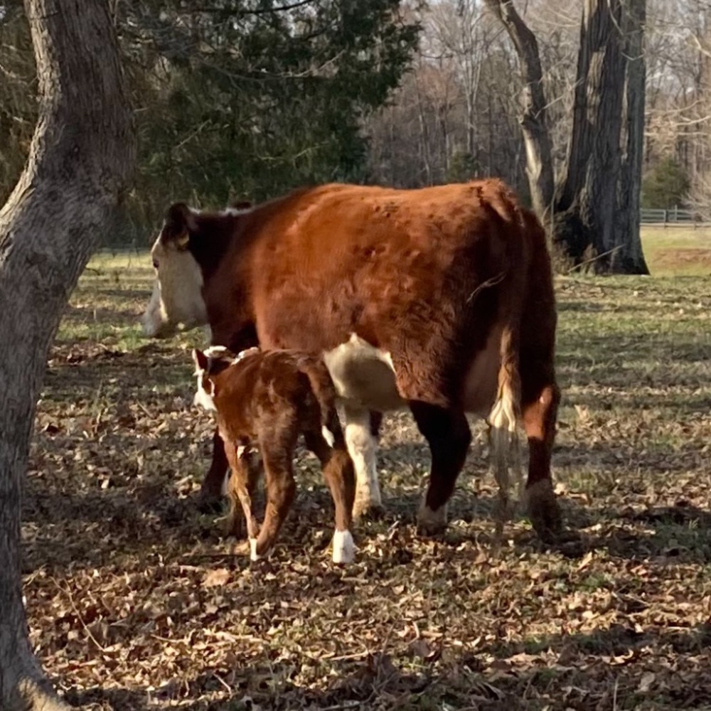 The cows